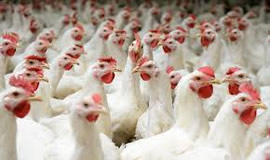 The poultry industry has 48 000 direct and 63 000 indirect jobs