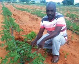 Emerging farmer thrives in tomato production