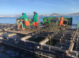 In a historic step forward for transformation of the small-scale fishing sector, the Department of Forestry, Fisheries and the Environment has allocated 15% of the squid catch to the small-scale fisheries sector.