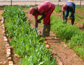 Government prioritises infrastructure to land reform beneficiaries