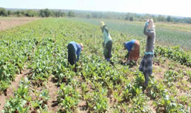 Agri-parks will help people in rural areas to turn their economies around.