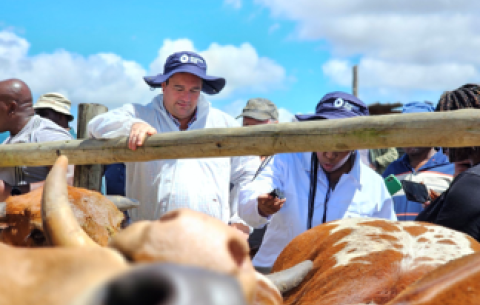 Agriculture Minister John Steenhuisen at the Foot and Mouth Disease vaccination in Magagula Heights.