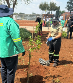 Minister Ntshavheni planting trees.