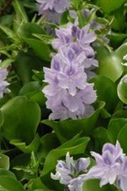 Water hyacinth plant depicting beautiful purple flower. Photo credit (D. Muir - DFFE)