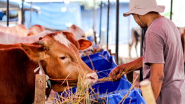 Cow feeding on hay.