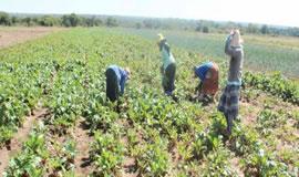 South Africa has started negotiations in the field of agriculture with Poland. 