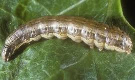 Fall Army Worm 